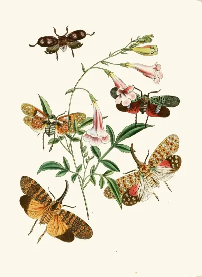 The Cabinet Of Oriental Entomology Pl Xxxvii