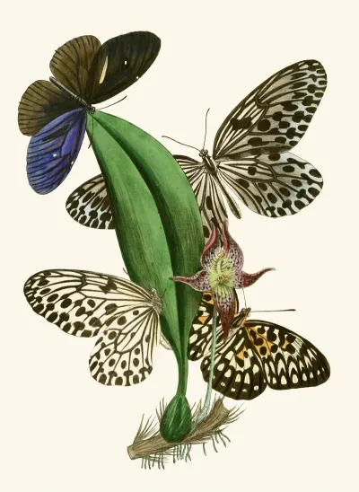 The Cabinet Of Oriental Entomology Pl Xxxviii