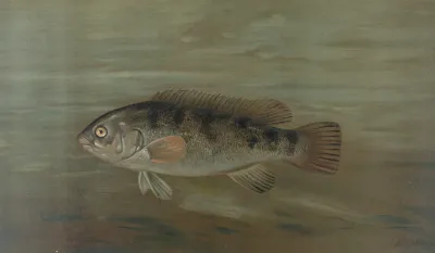 The California Redfish Or Fat Head Pimelometopon Pulcher