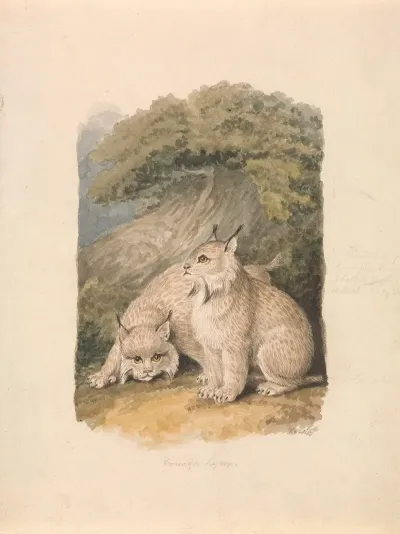The Canada Lynx From The Life