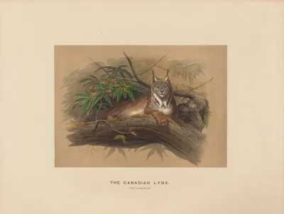 The Canadian Lynx 2