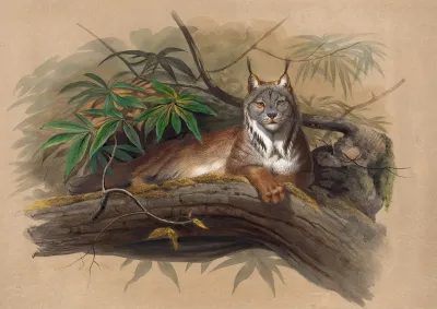 The Canadian Lynx