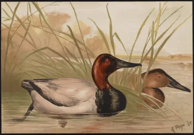 The Canvas Back Duck Fuligula Vallisneria