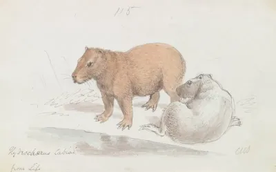 The Capybara 2