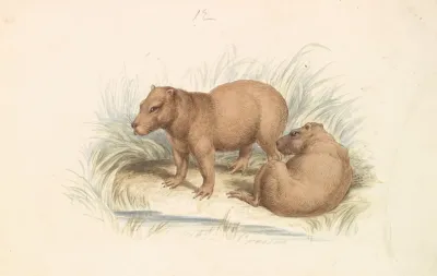 The Capybara