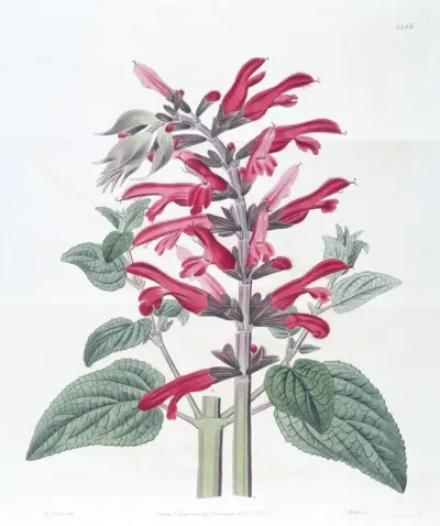 The Cardinal Sage
