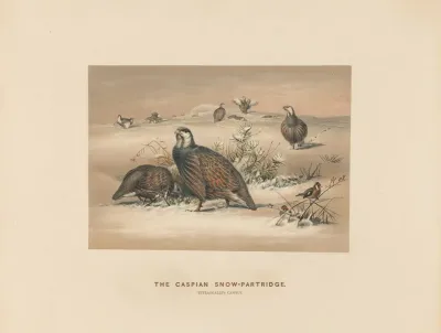 The Caspian Snow Partridge 2