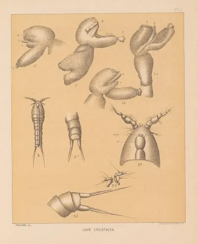 The Cave Fauna Of North America Pl 01