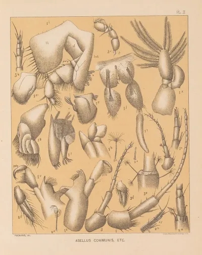 The Cave Fauna Of North America Pl 02