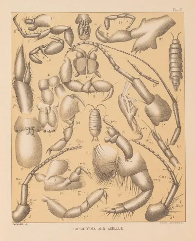 The Cave Fauna Of North America Pl 04