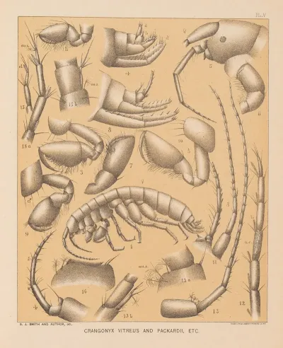 The Cave Fauna Of North America Pl 05