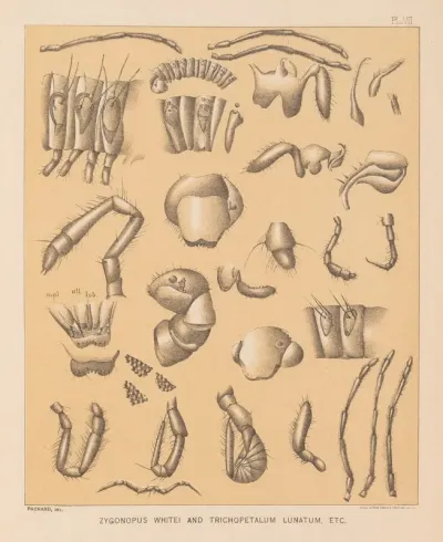 The Cave Fauna Of North America Pl 07