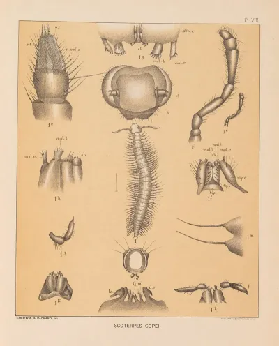 The Cave Fauna Of North America Pl 08