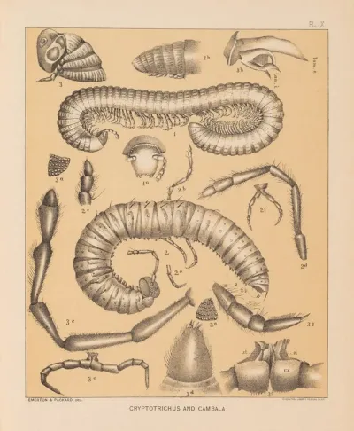 The Cave Fauna Of North America Pl 09