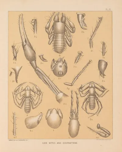 The Cave Fauna Of North America Pl 11