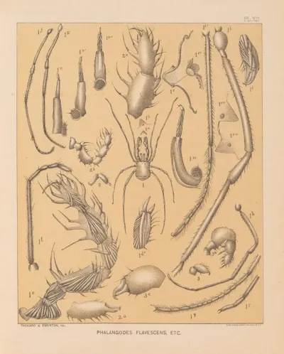 The Cave Fauna Of North America Pl 12