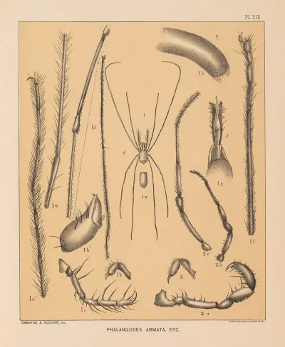 The Cave Fauna Of North America Pl 13