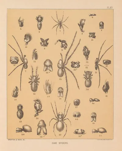 The Cave Fauna Of North America Pl 15