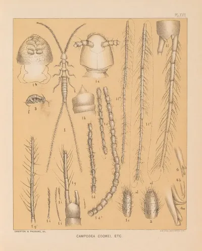 The Cave Fauna Of North America Pl 17