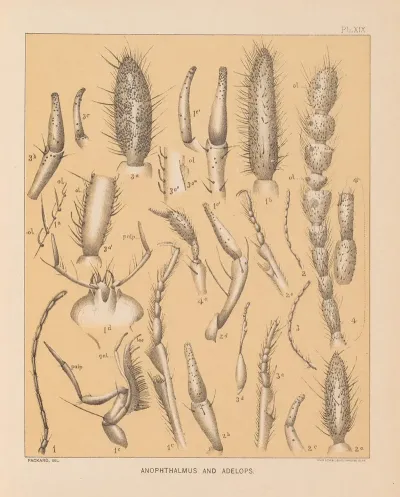 The Cave Fauna Of North America Pl 19