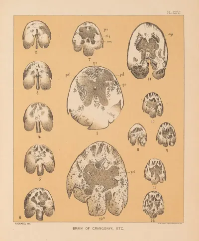 The Cave Fauna Of North America Pl 26