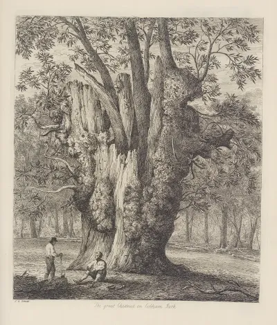 The Chesnut Tree Called The Four Sisters