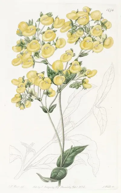 The Chiloe Slipper Flower
