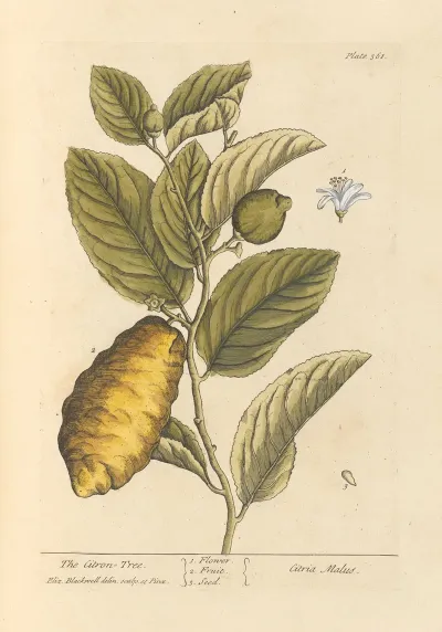 The Citron Tree