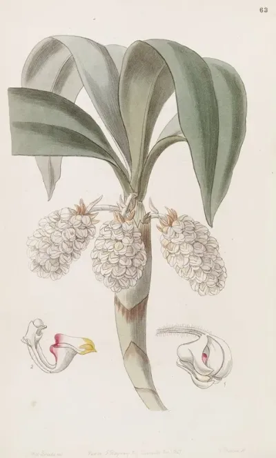 The Close Headed Woolwort 2