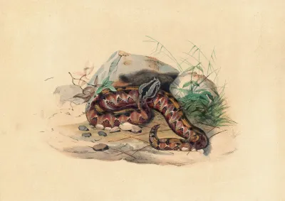 The Clotho