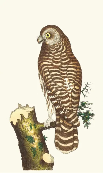 The Clouded Owl