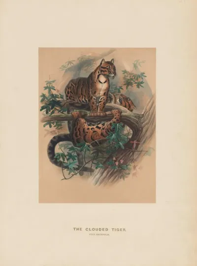 The Clouded Tiger 2
