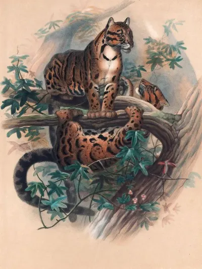 The Clouded Tiger