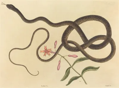 The Coach Whip Snake Coluber Flagellum