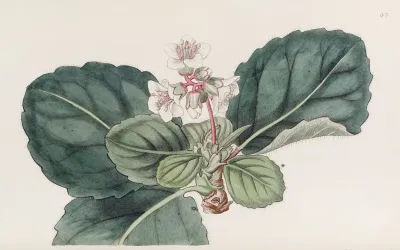 The Coarse Fringed Indian Saxifrage