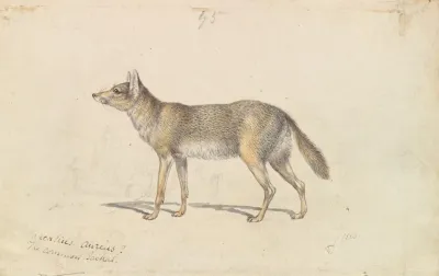 The Common Jackal