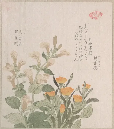 The Common Marigold And The Rajoman Flowers