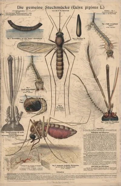 The Common Mosquito Culex Pipiens L