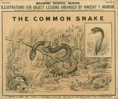The Common Snake