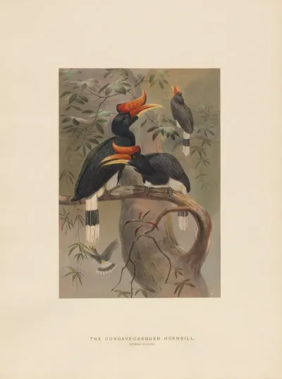 The Concave Casqued Hornbill 2