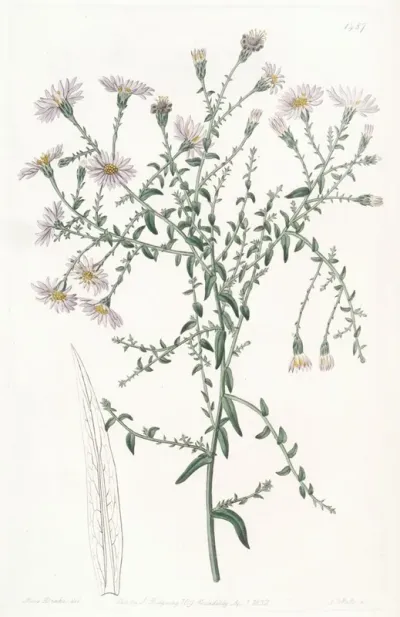 The Coris Leaved Starwort