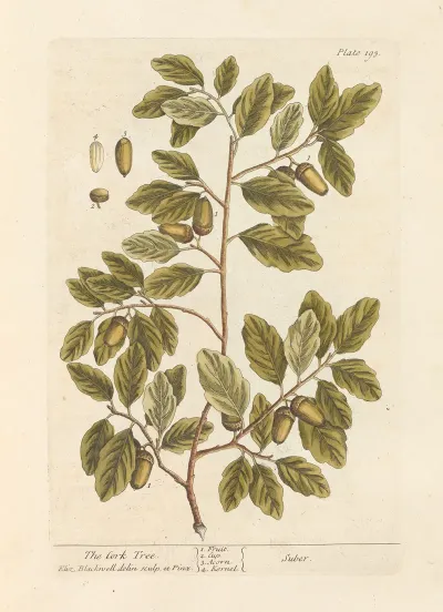 The Cork Tree