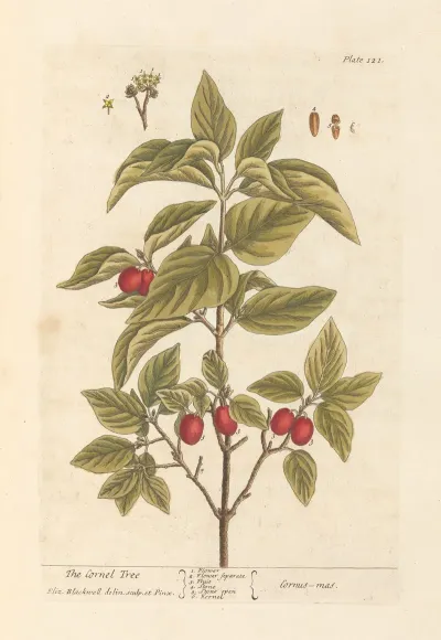 The Cornel Tree
