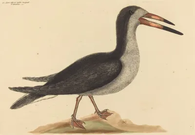 The Cutwater Rhynchops Nigra