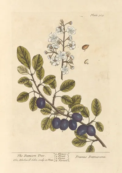 The Damson Tree