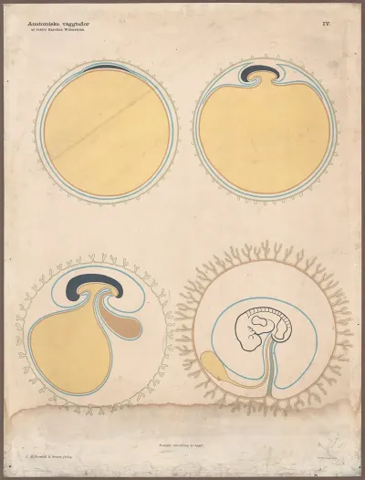 The Development Of The Egg