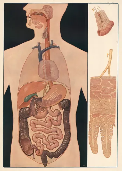 The Digestive Organs 2