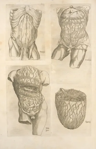 The Digestive Organs