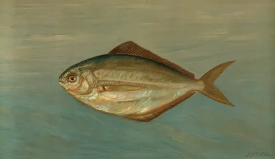 The Dollar Or Butter Fish Rhombus Triacanthus