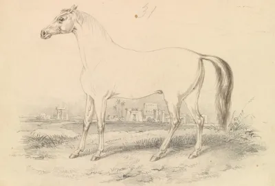 The Dongola Horse